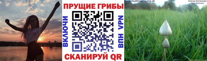 Галлюциногенные грибы прущие грибы  Купить где  Боровск 